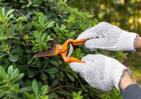 Affilatura forbici da potatura e altri attrezzi da giardino 