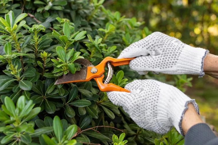 Affilatura forbici da potatura e altri attrezzi da giardino 