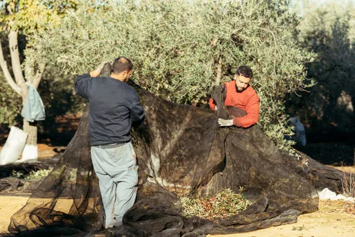 Attrezzatura per la raccolta delle olive da Agrigarden Verona 