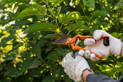 Attrezzatura per potatura a Verona da Agrigarden